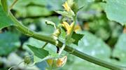 Top 50 garden centre plants sold in 2026: Year-to-date EPOS data